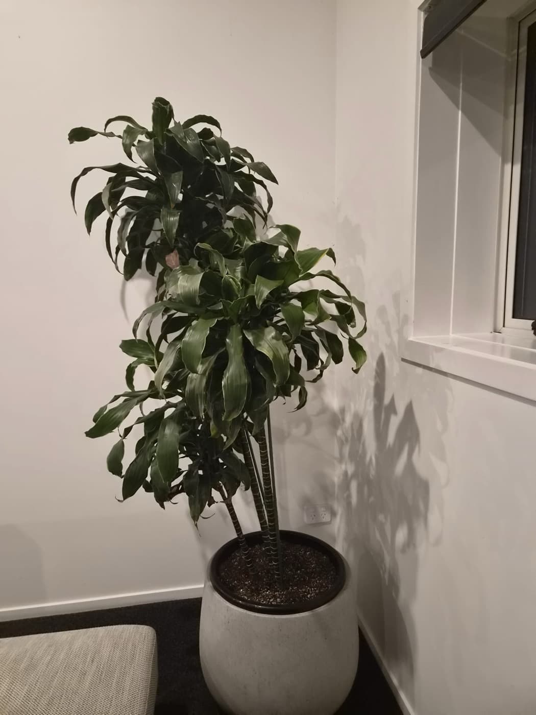A potted dracaena in the corner light