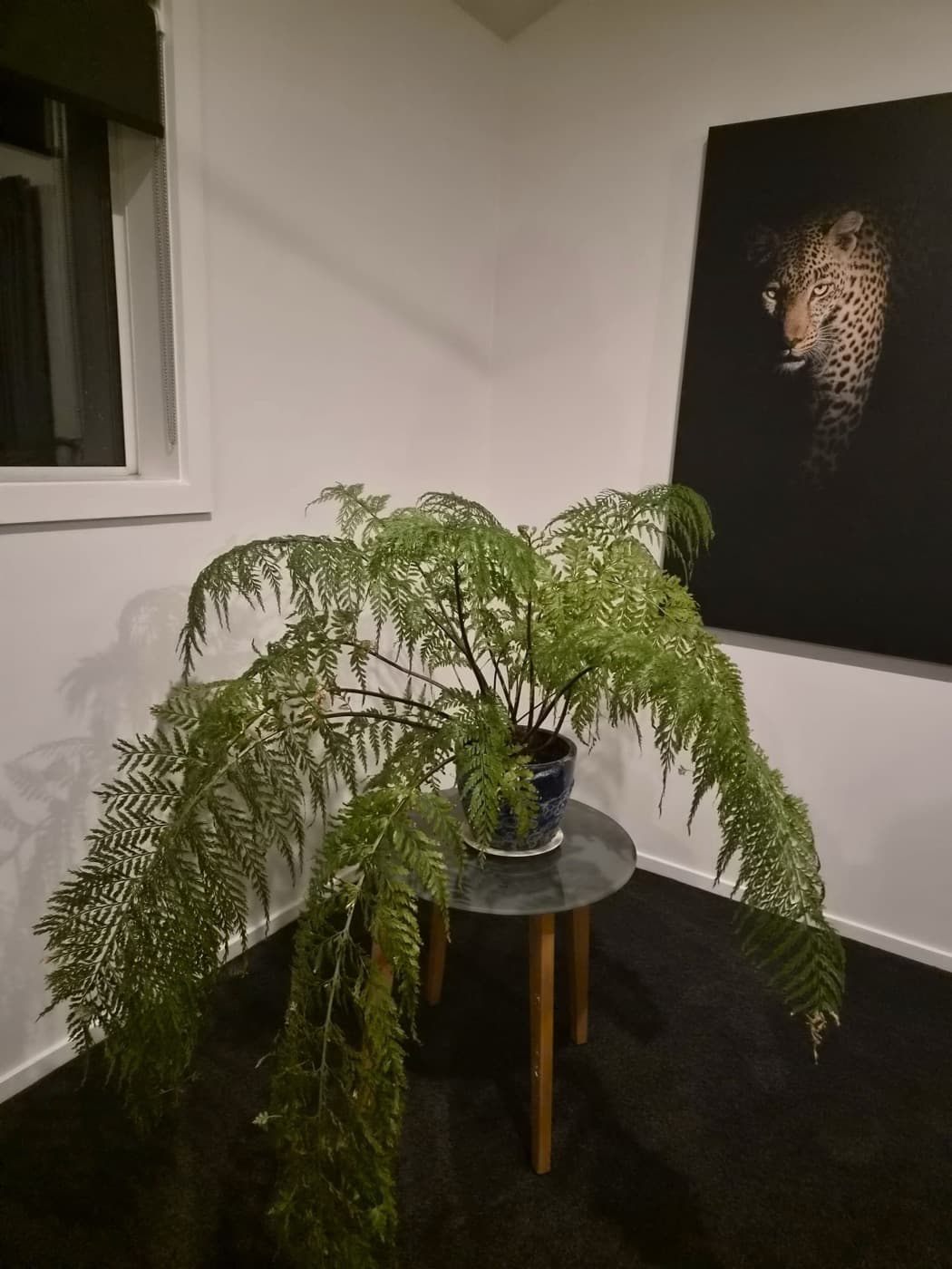 A cascading fern beside the leopard artwork