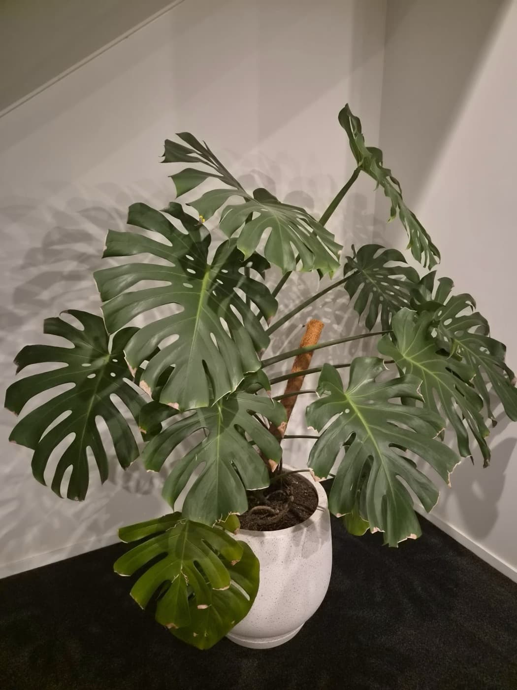 A monstera in a stone pot