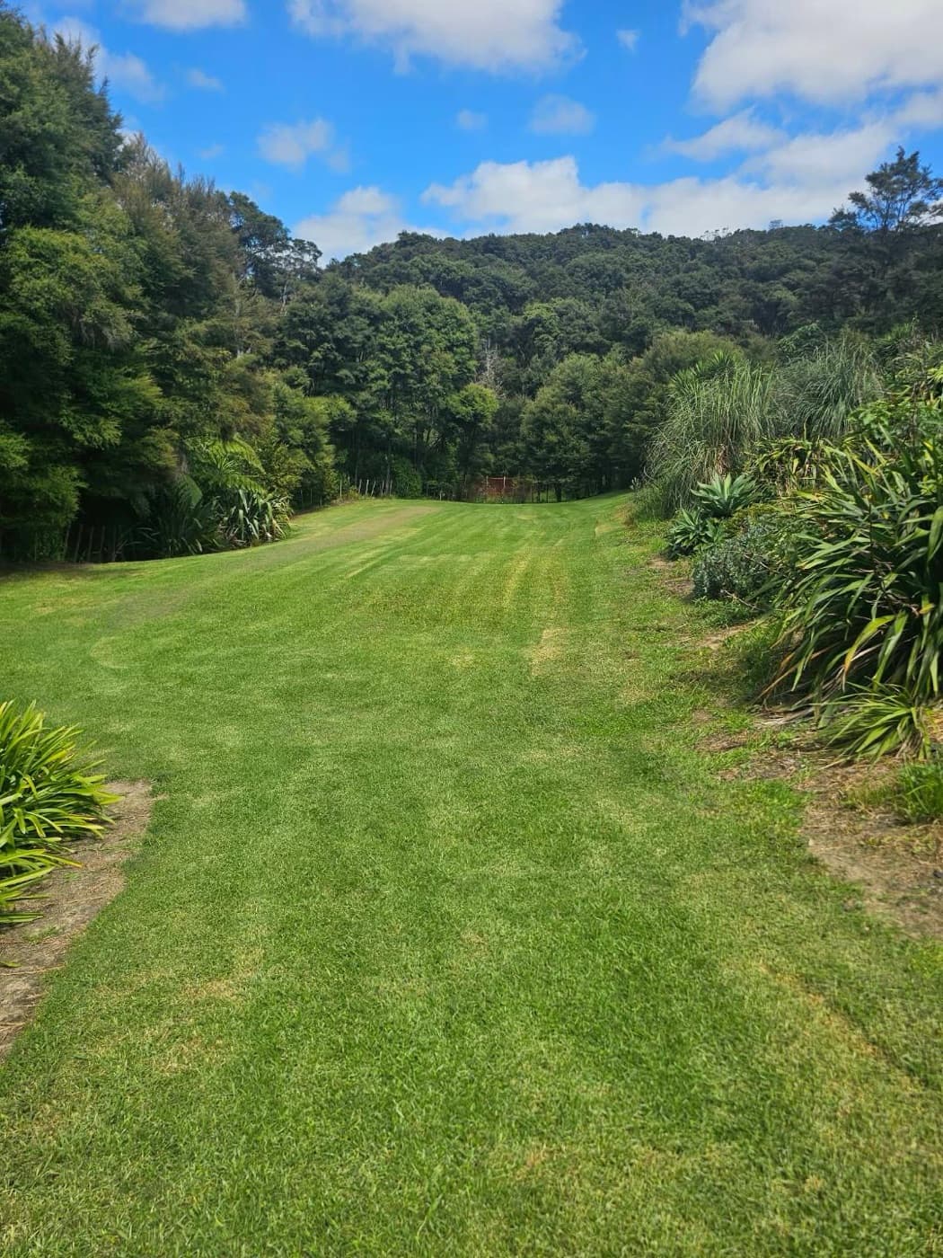 A green path into the native bush
