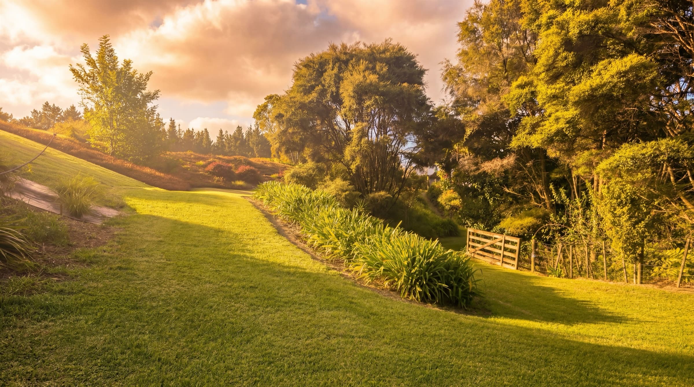 The valley lawn in golden light with native planting
